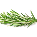 Rosemary_Oil_480x480